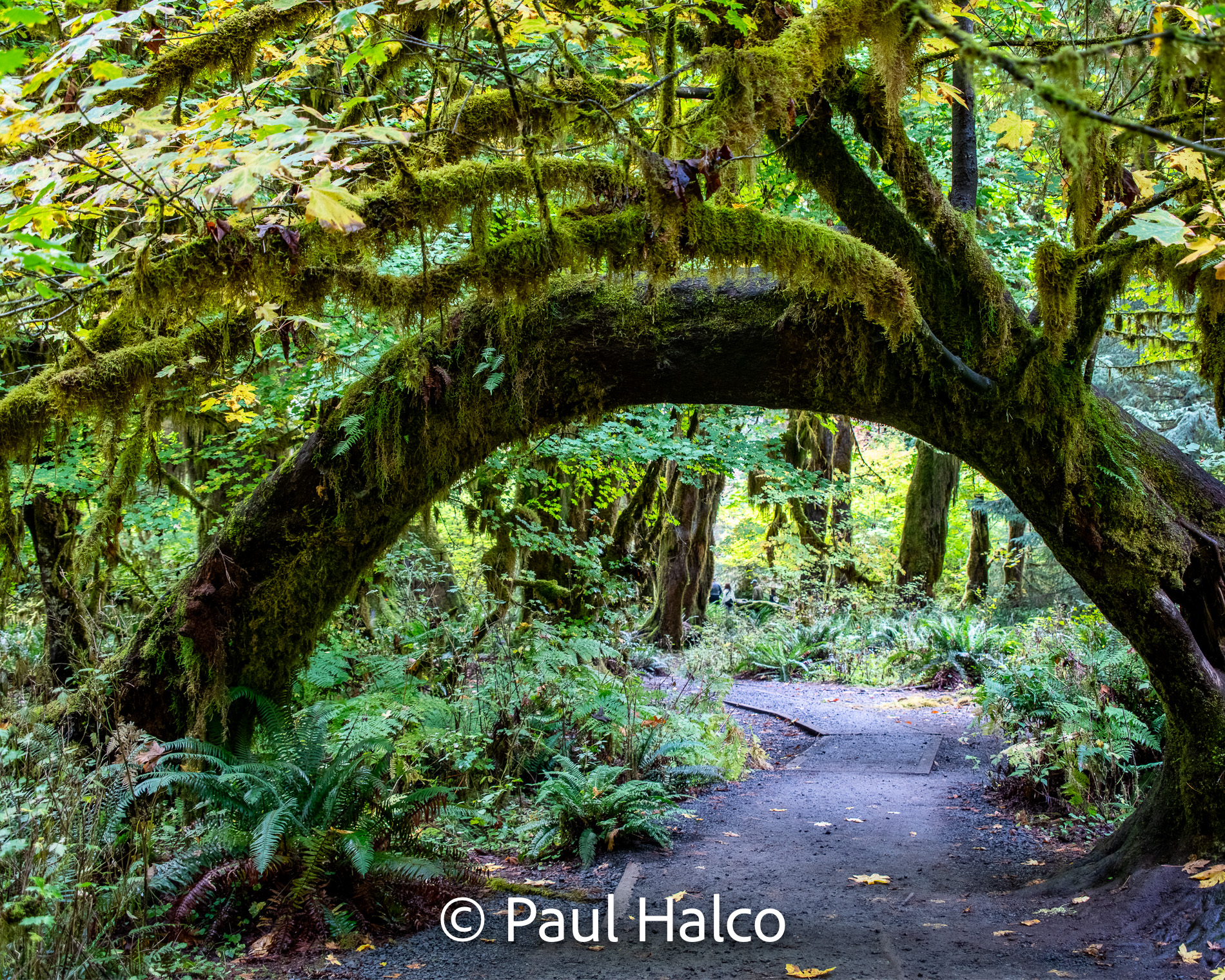 Paul Halco - Olympus NP-16